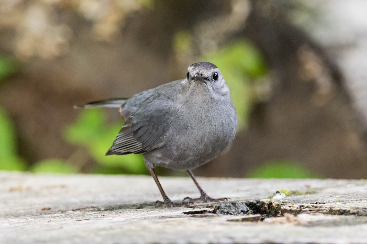 Gray Catbird - ML619317974