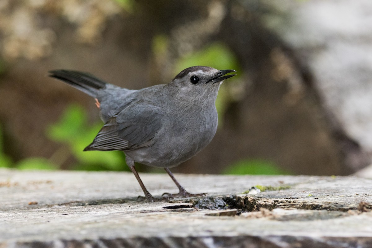 Pájaro Gato Gris - ML619317975