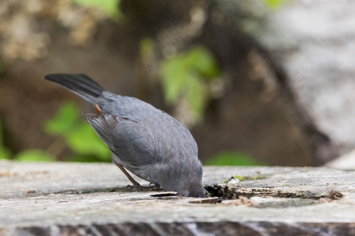 Pájaro Gato Gris - ML619317976