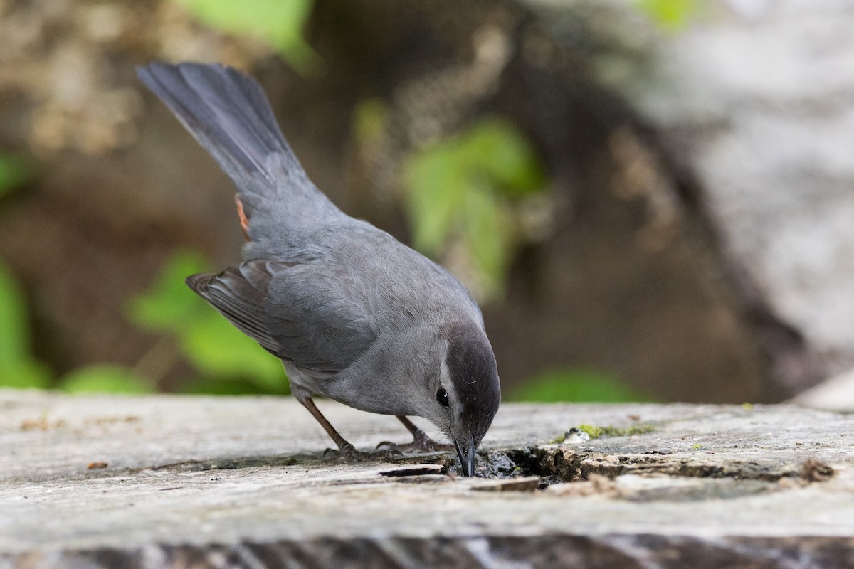 Gray Catbird - ML619317977