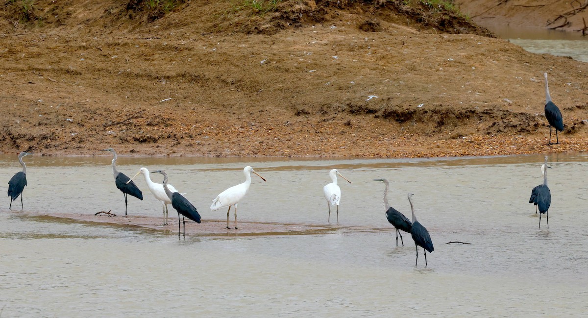 Garza Cuelliblanca - ML619317991