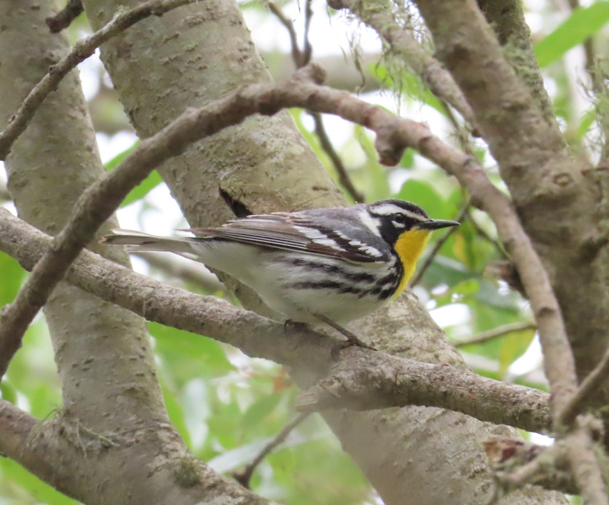 Yellow-throated Warbler - The Spotting Twohees