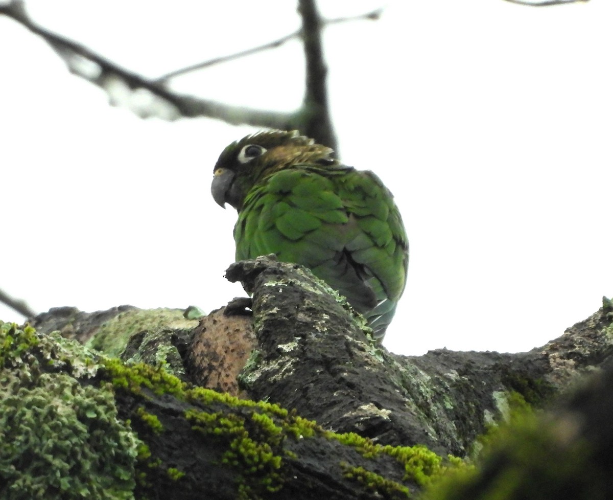 Maroon-bellied Parakeet - Albeiro Erazo Farfán