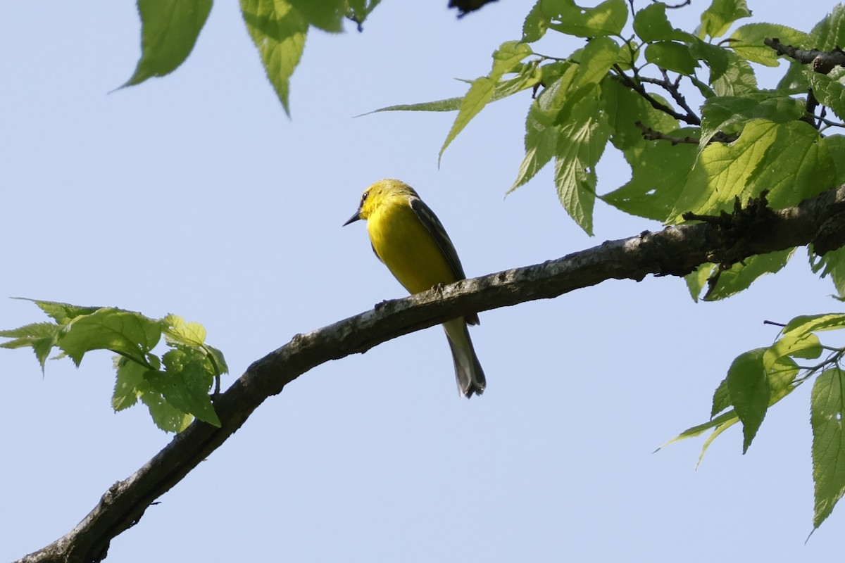 Blue-winged Warbler - ML619318014