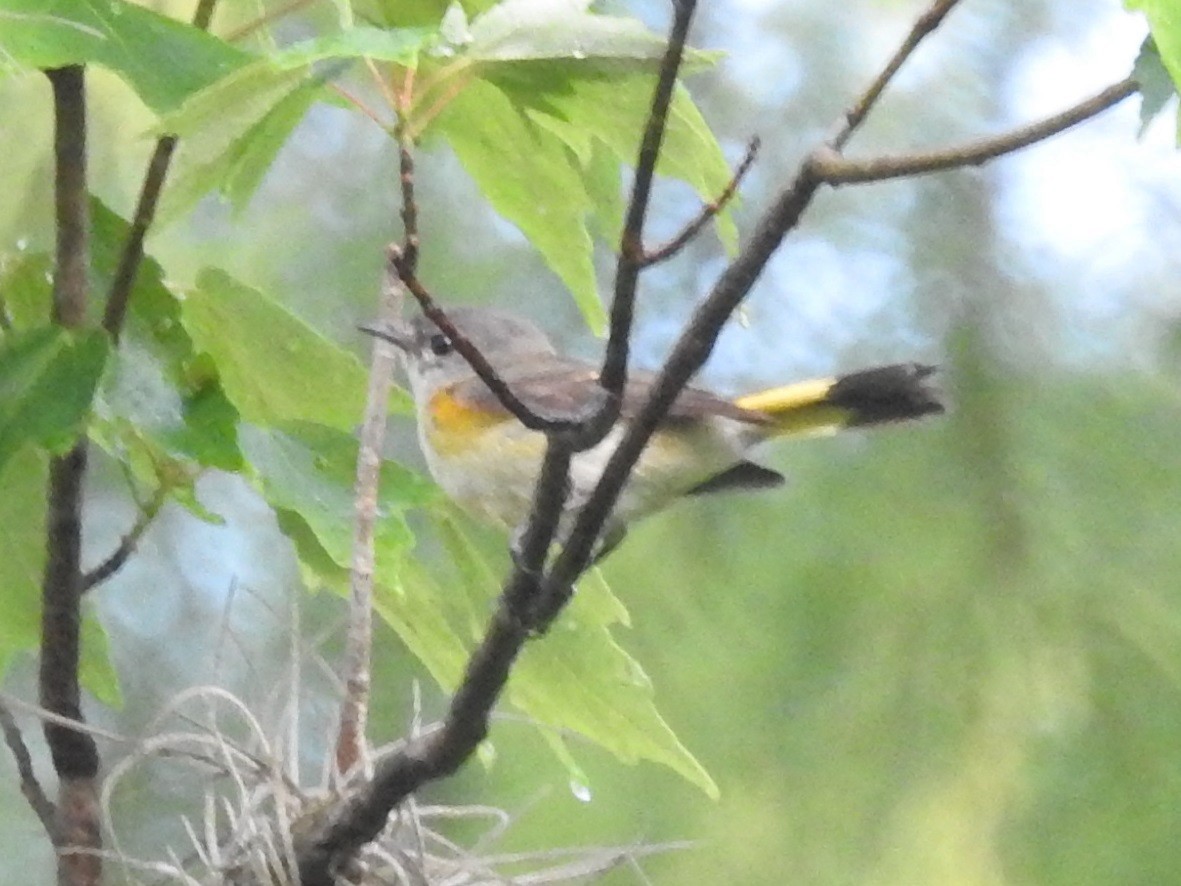 American Redstart - Jeffrey Gammon