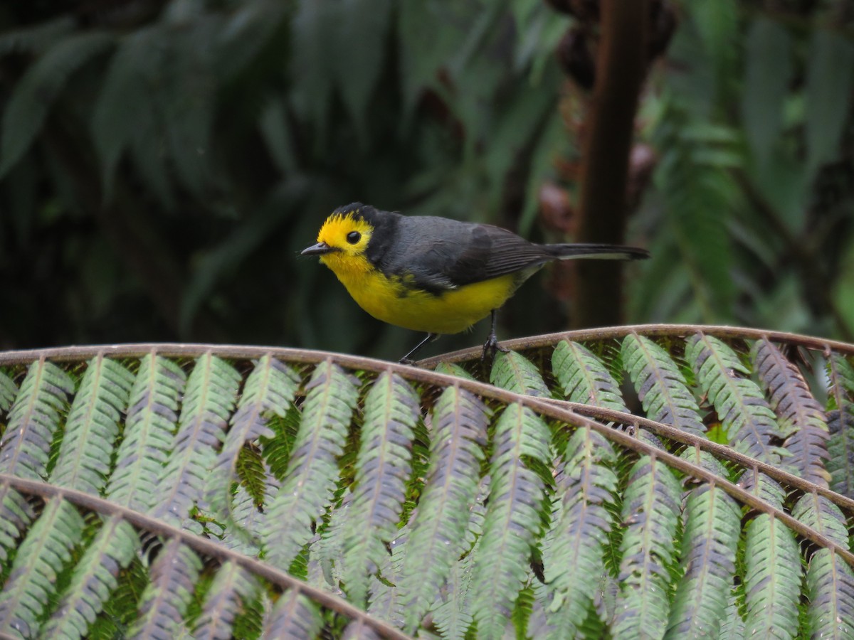 Golden-fronted Redstart - luis felipe quintero contreras