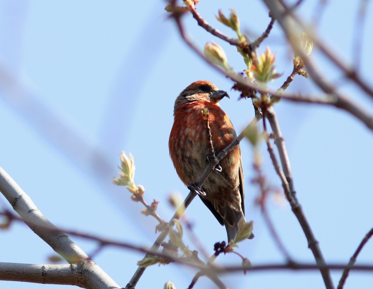 Гацуурын солбин хошуут - ML619318031