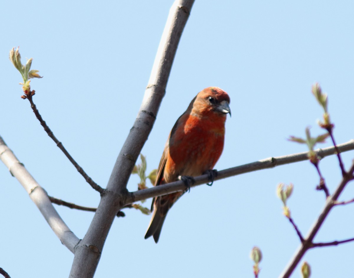 Гацуурын солбин хошуут - ML619318032