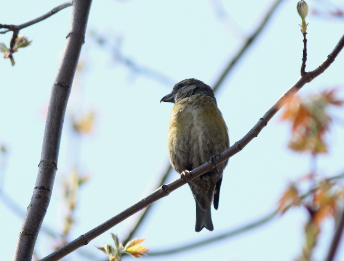 Гацуурын солбин хошуут - ML619318034