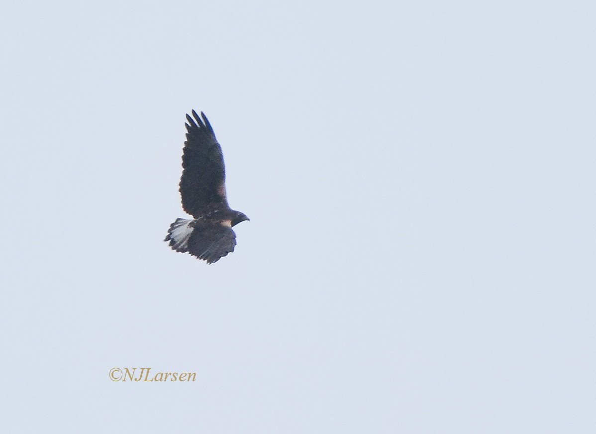 White-tailed Hawk - ML619318043