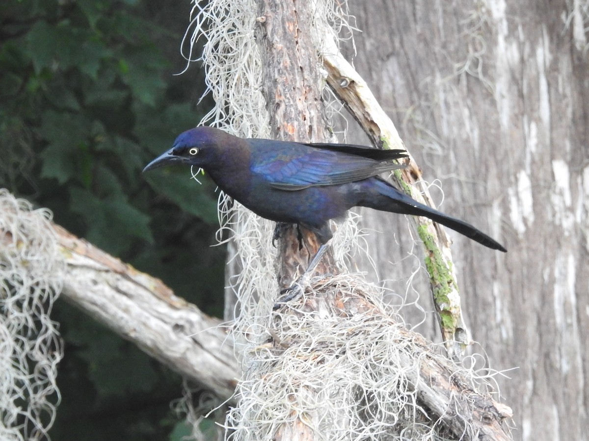 Common Grackle - ML619318050