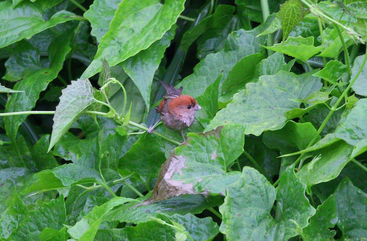 Vinous-throated Parrotbill - Yun Ting Hsieh