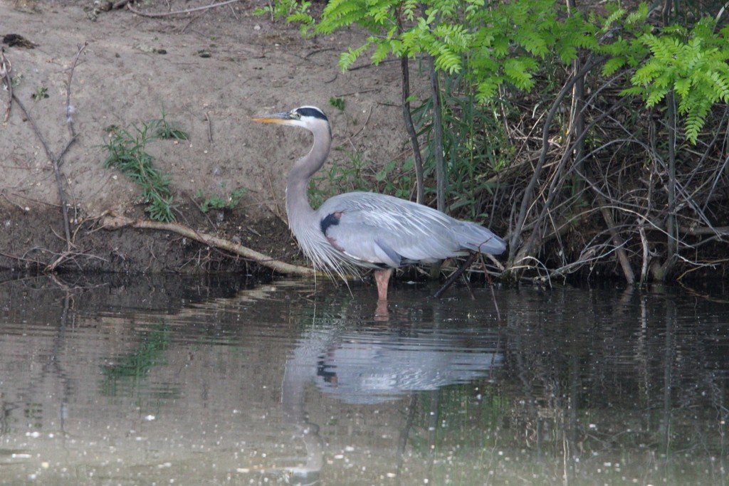 Great Blue Heron - ML619318070