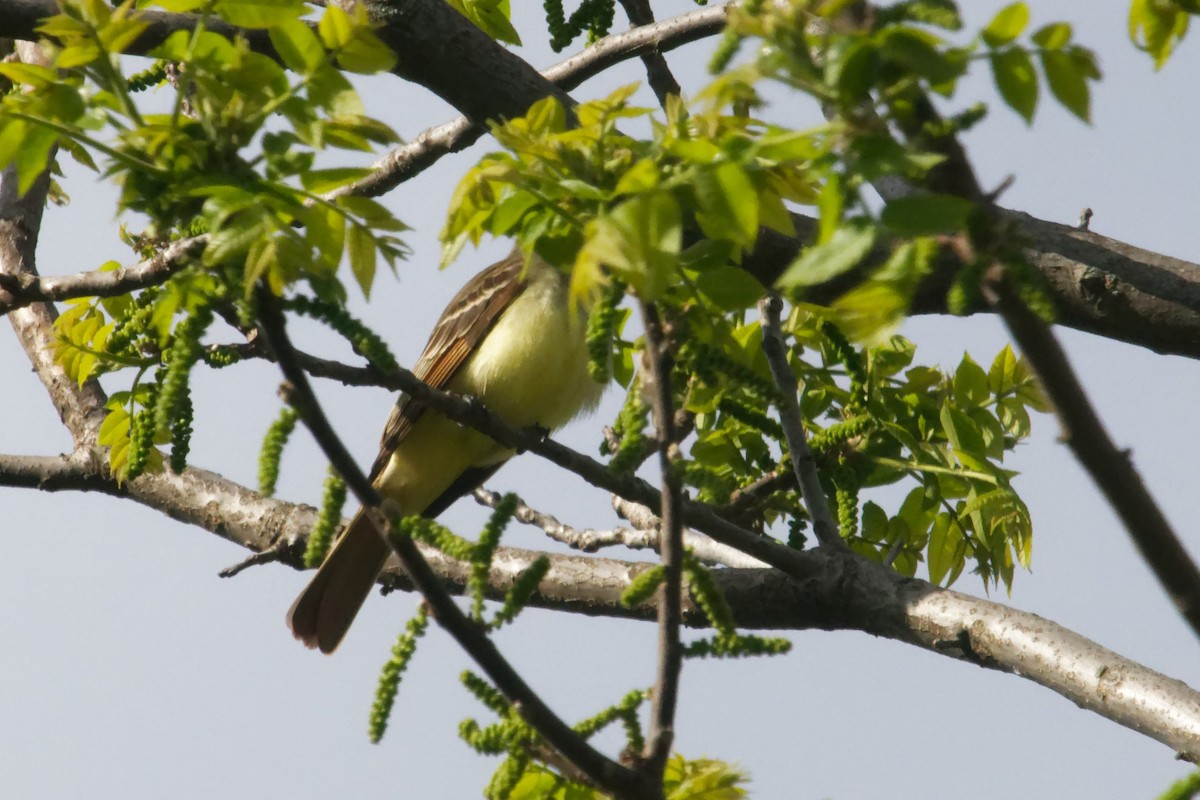 Great Crested Flycatcher - David Hoag