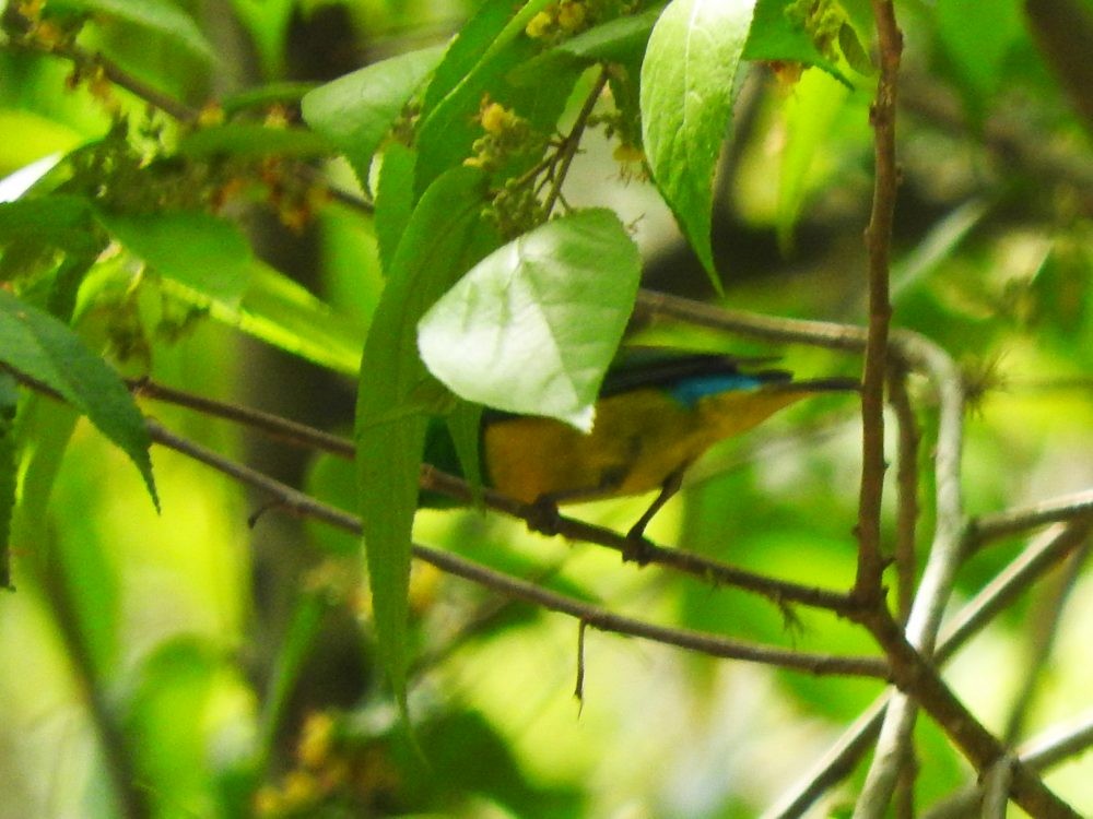 Blue-naped Chlorophonia - Fernando Nunes