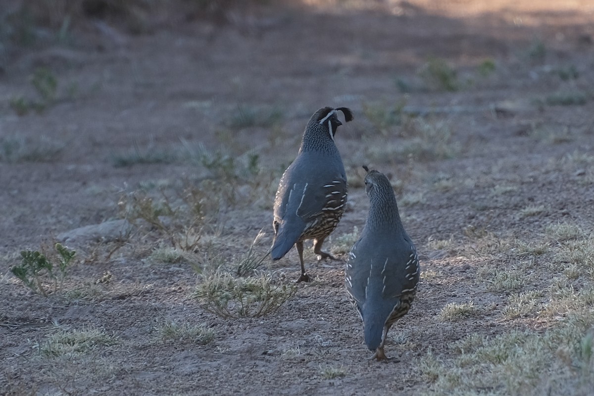 California Quail - Anita Gould