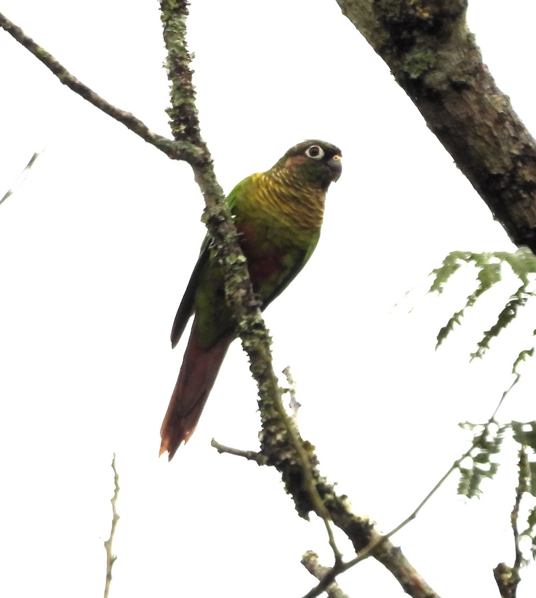 Maroon-bellied Parakeet - ML619318094