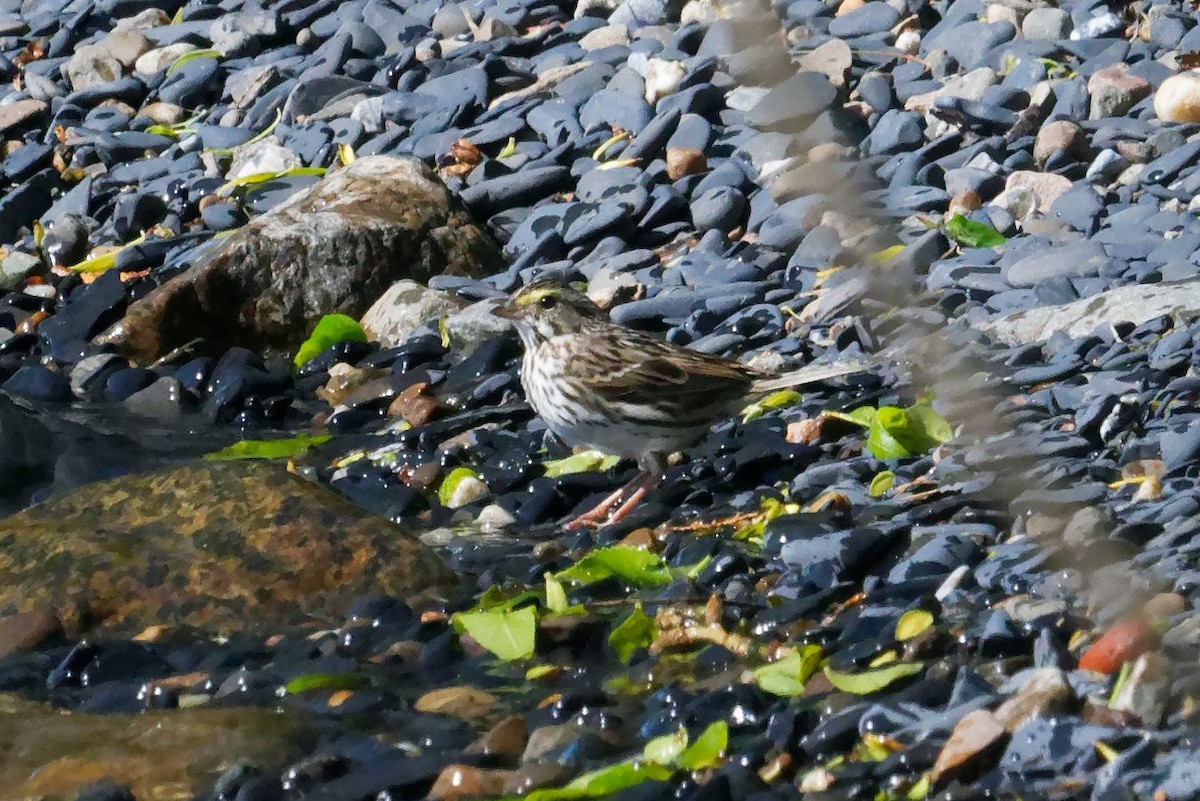 Savannah Sparrow - David Hoag