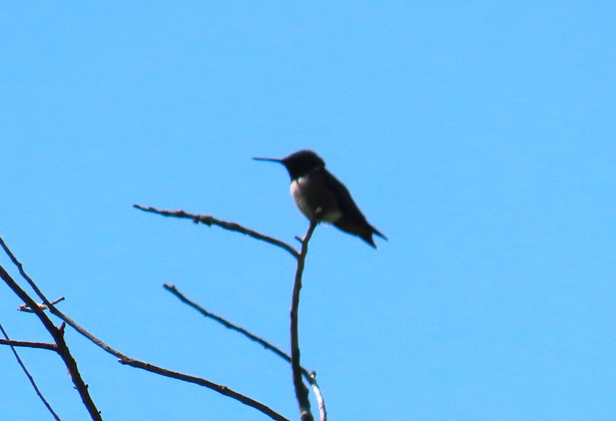 Ruby-throated Hummingbird - Pat Sterbling