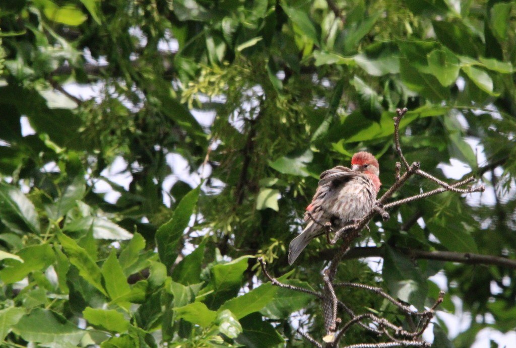 House Finch - Allan Wylie