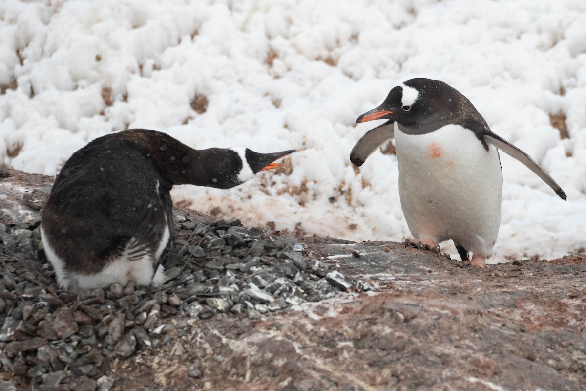 Gentoo Penguin - Denis Corbeil