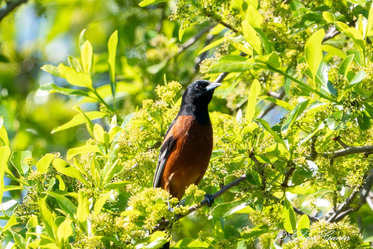 Orchard Oriole - ML619318153