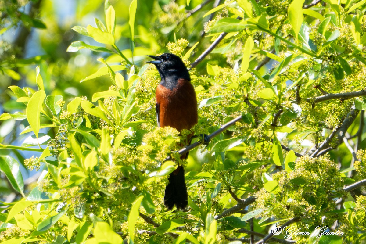 Orchard Oriole - ML619318154