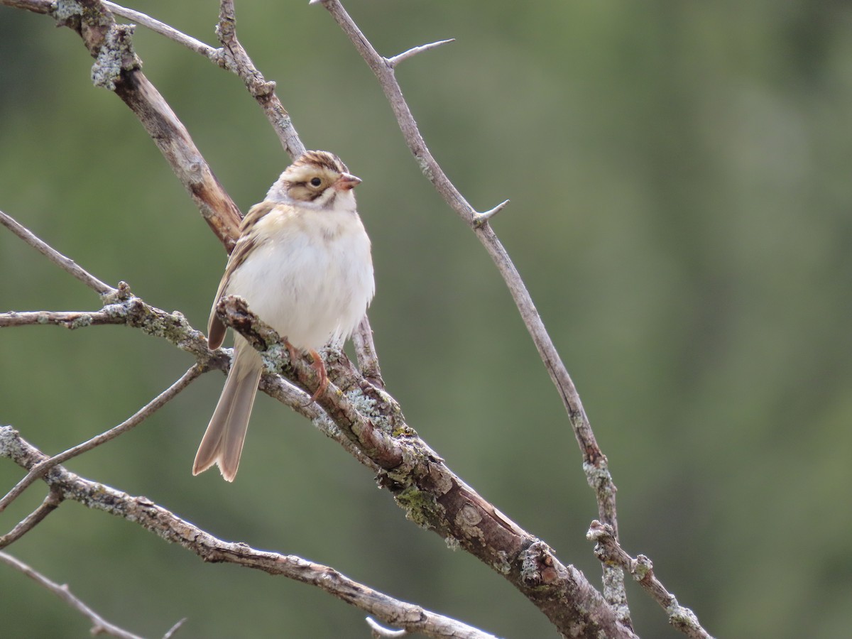 Clay-colored Sparrow - raylene wall