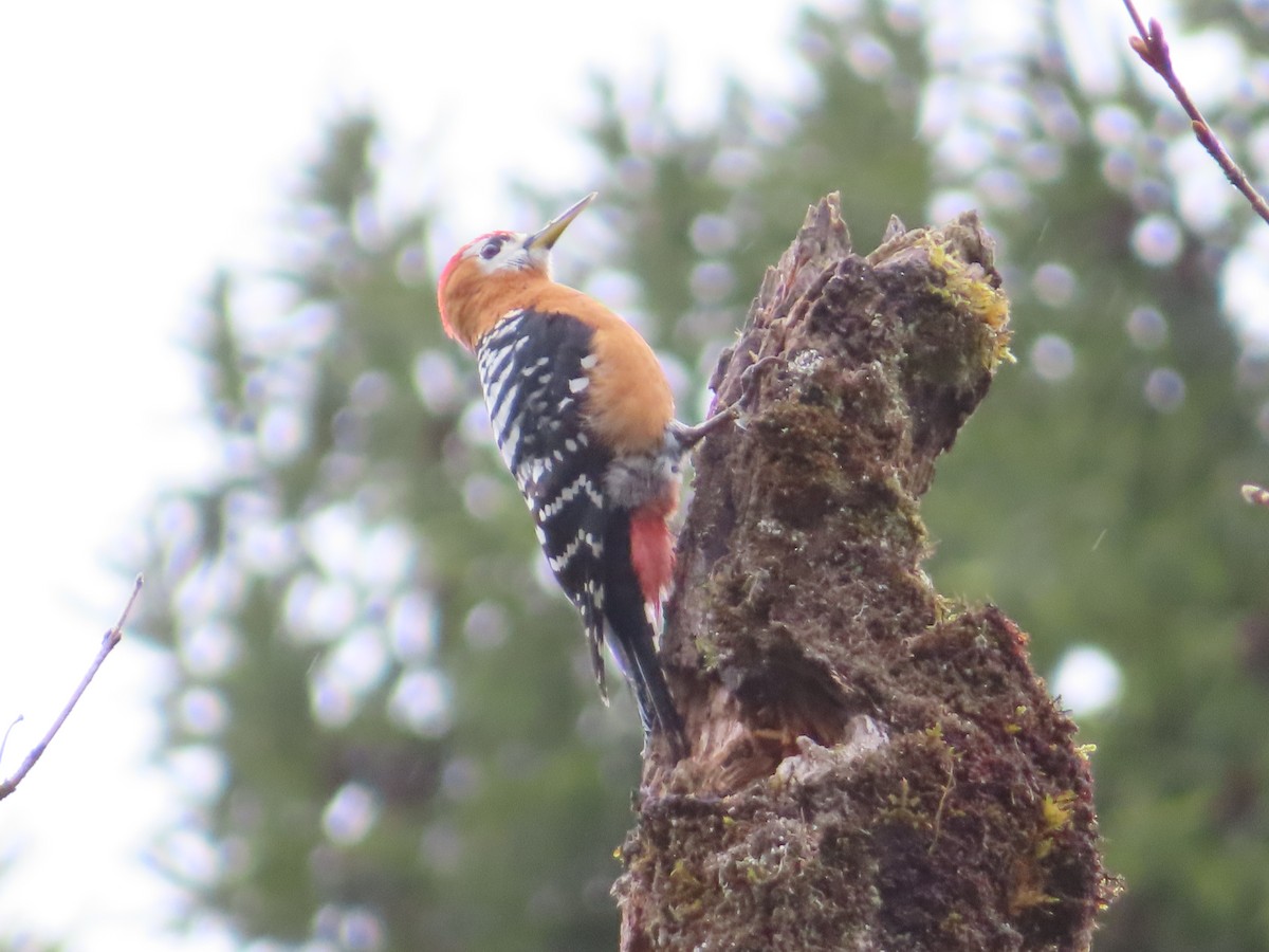 Rufous-bellied Woodpecker - Rudolf Koes