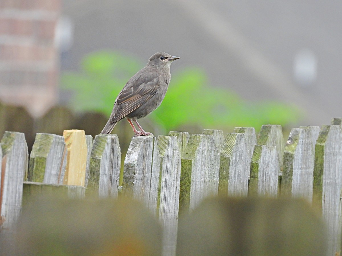 European Starling - ML619318185