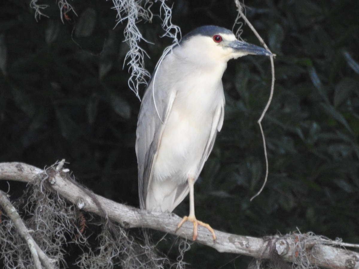 Black-crowned Night Heron (American) - ML619318191