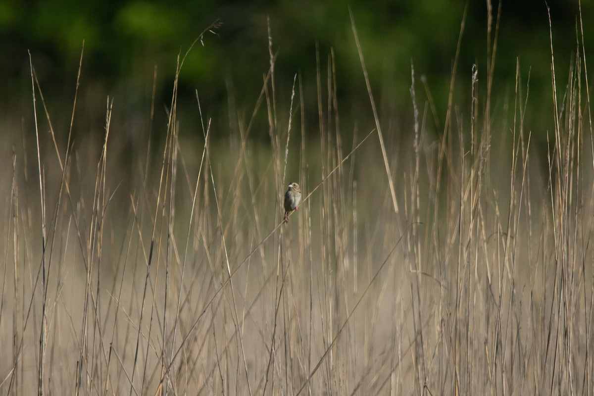 Henslow's Sparrow - Kara Morales