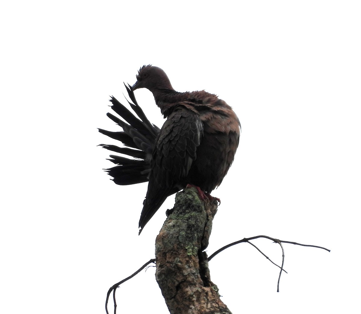 Picazuro Pigeon - Albeiro Erazo Farfán