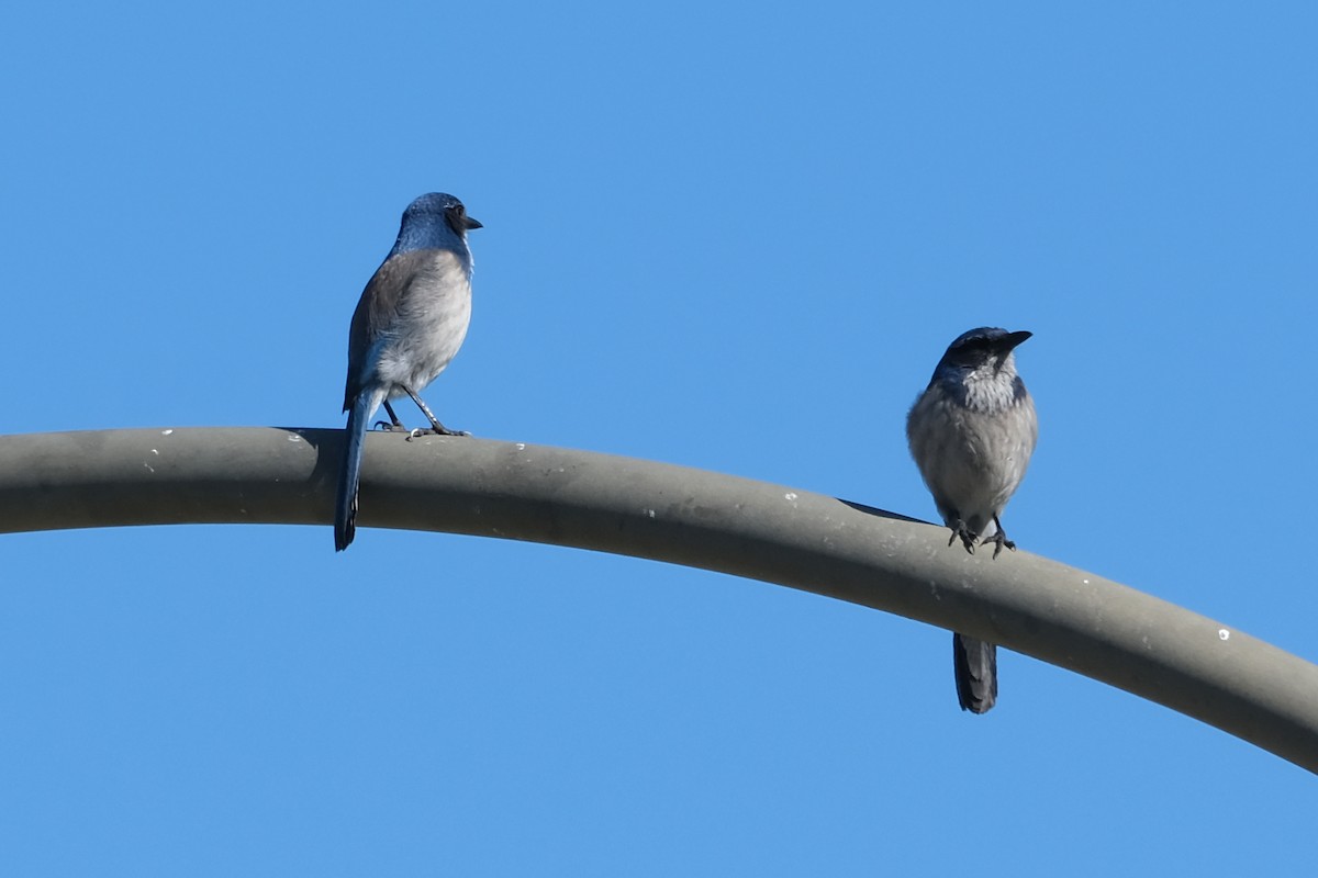 California Scrub-Jay - Anita Gould