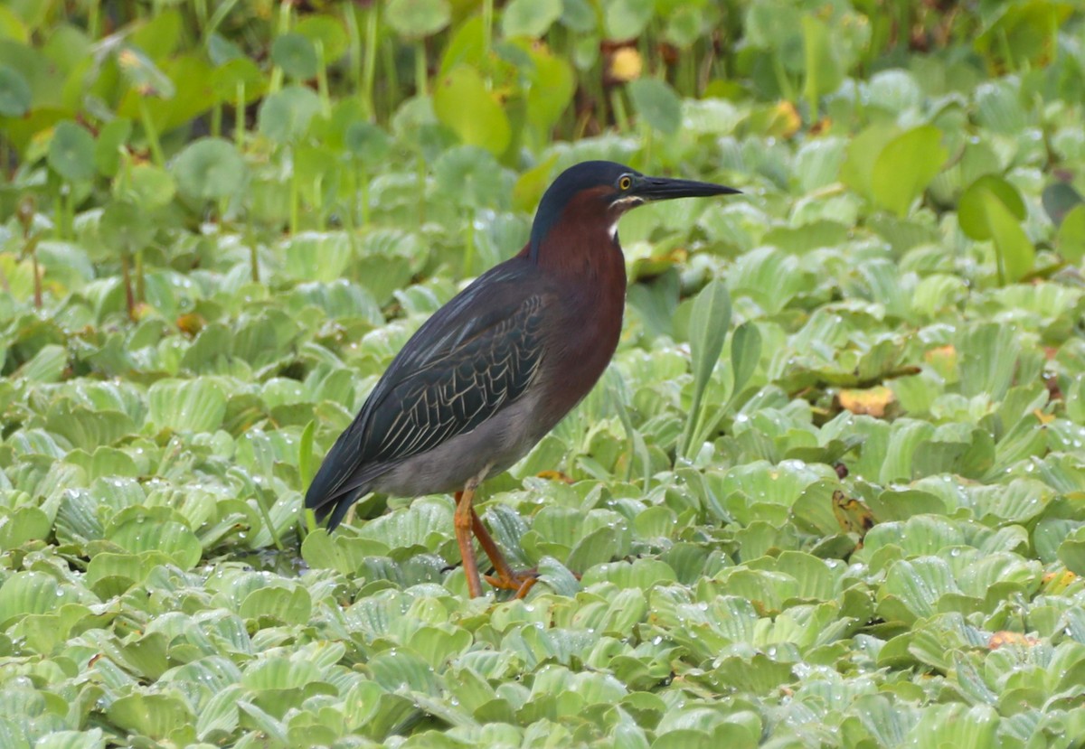 Green Heron - Glenn Blaser