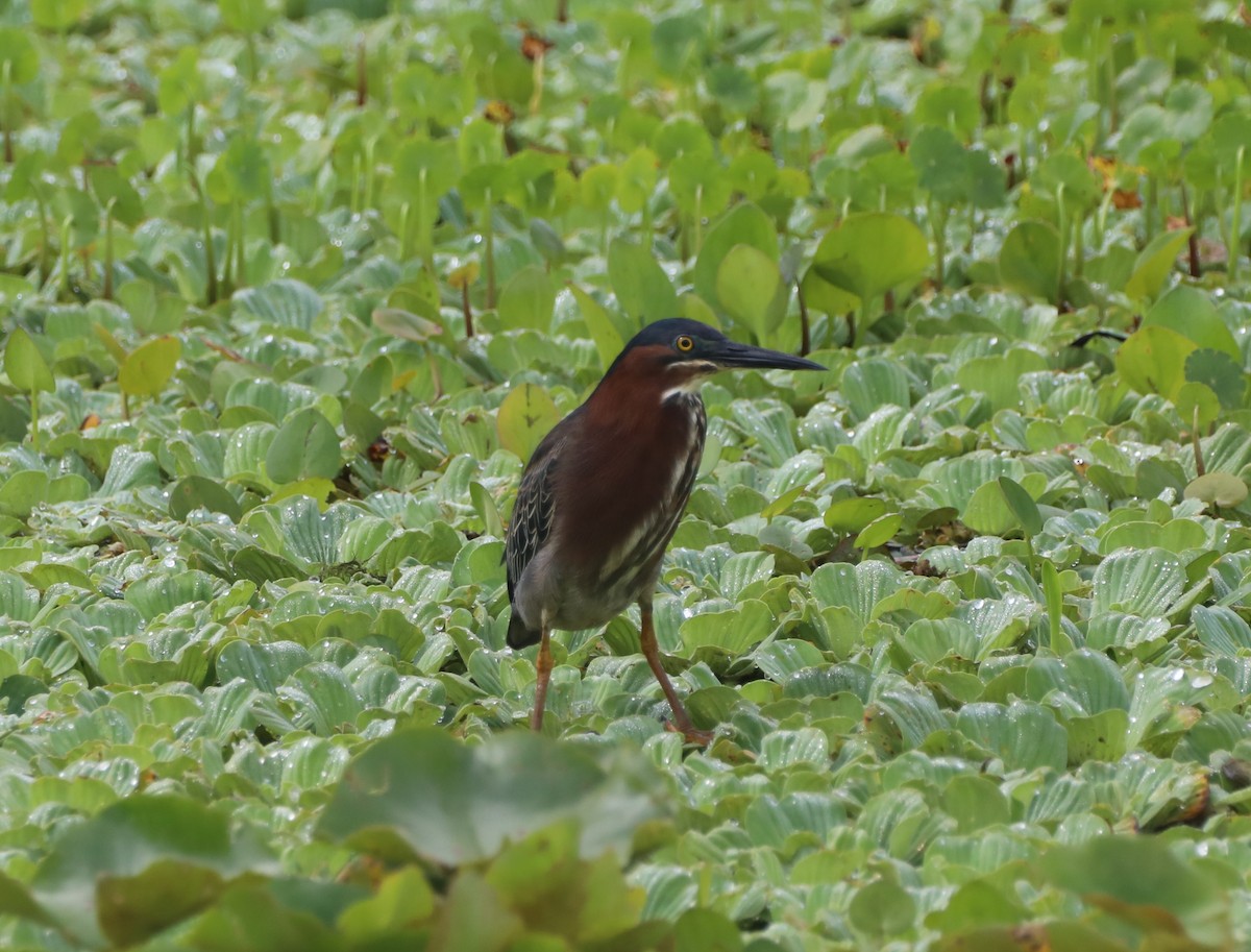 Green Heron - Glenn Blaser