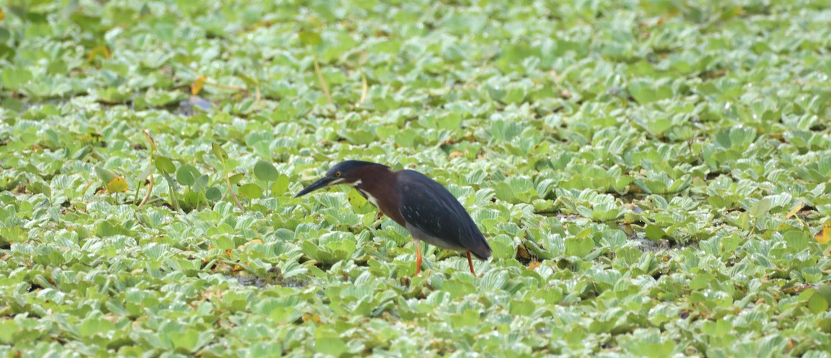 Green Heron - Glenn Blaser