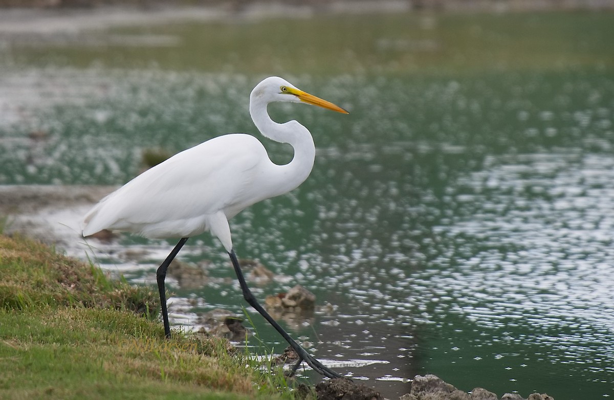 Great Egret - ML619318227