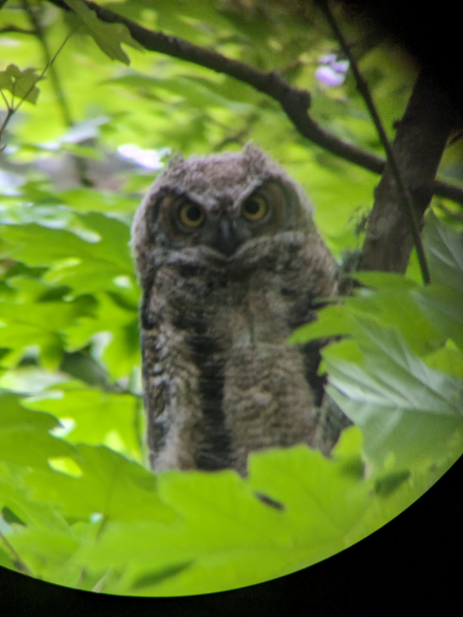 Great Horned Owl - ML619318233