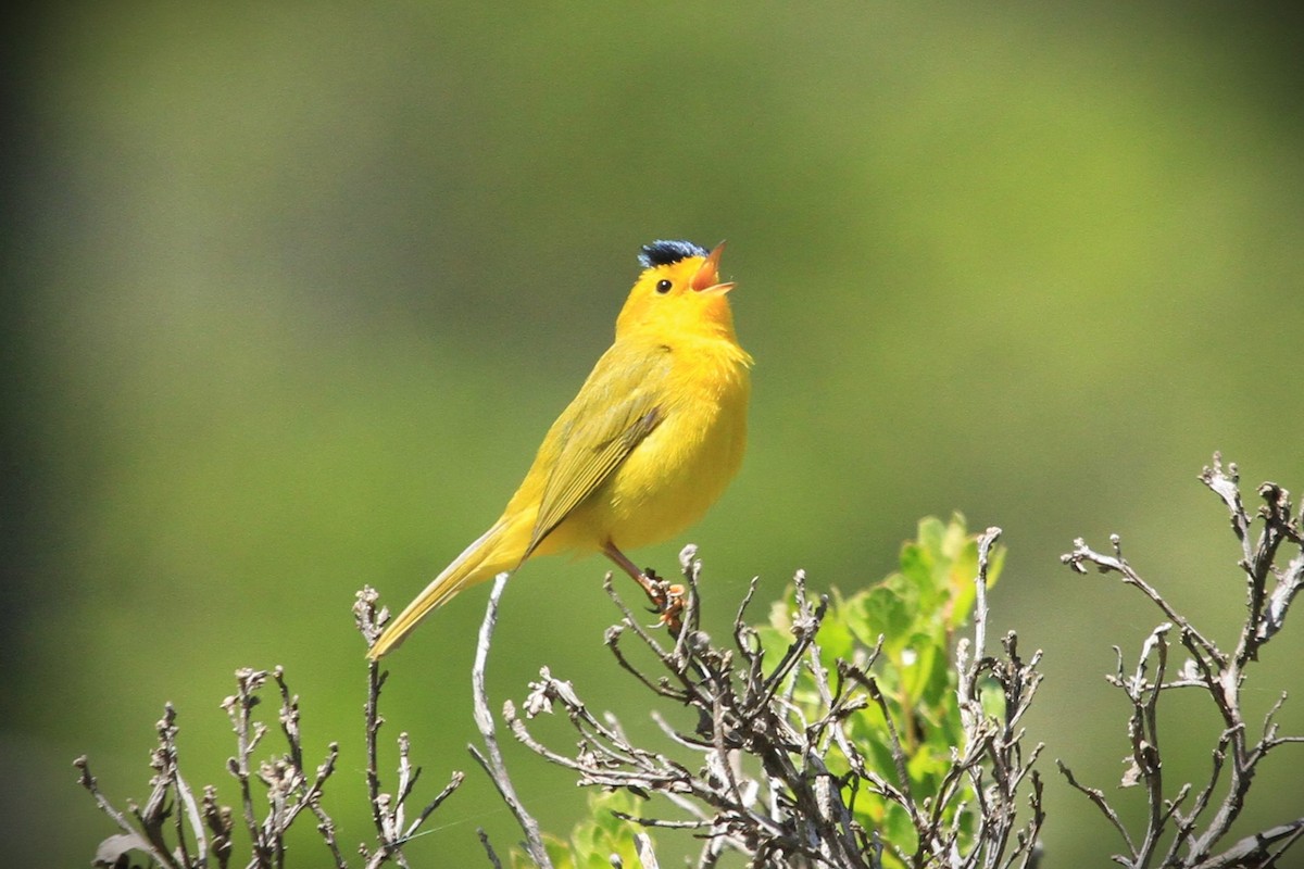 Wilson's Warbler - Kent Forward