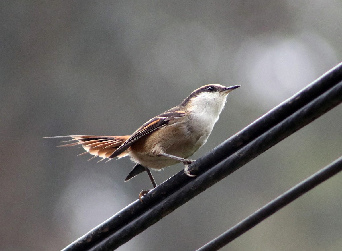 Thorn-tailed Rayadito - Patricio Camacho