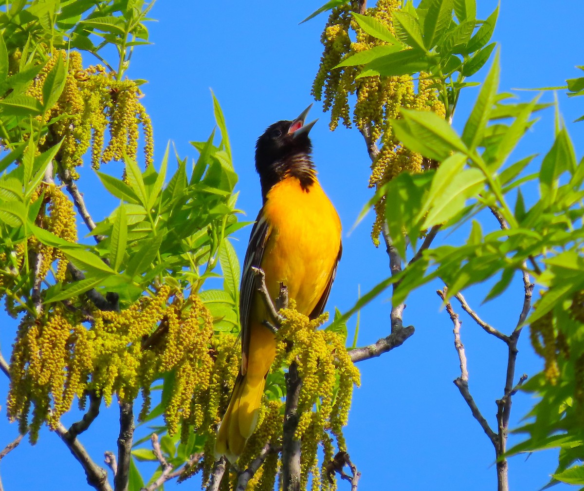 Baltimore Oriole - Pat Sterbling