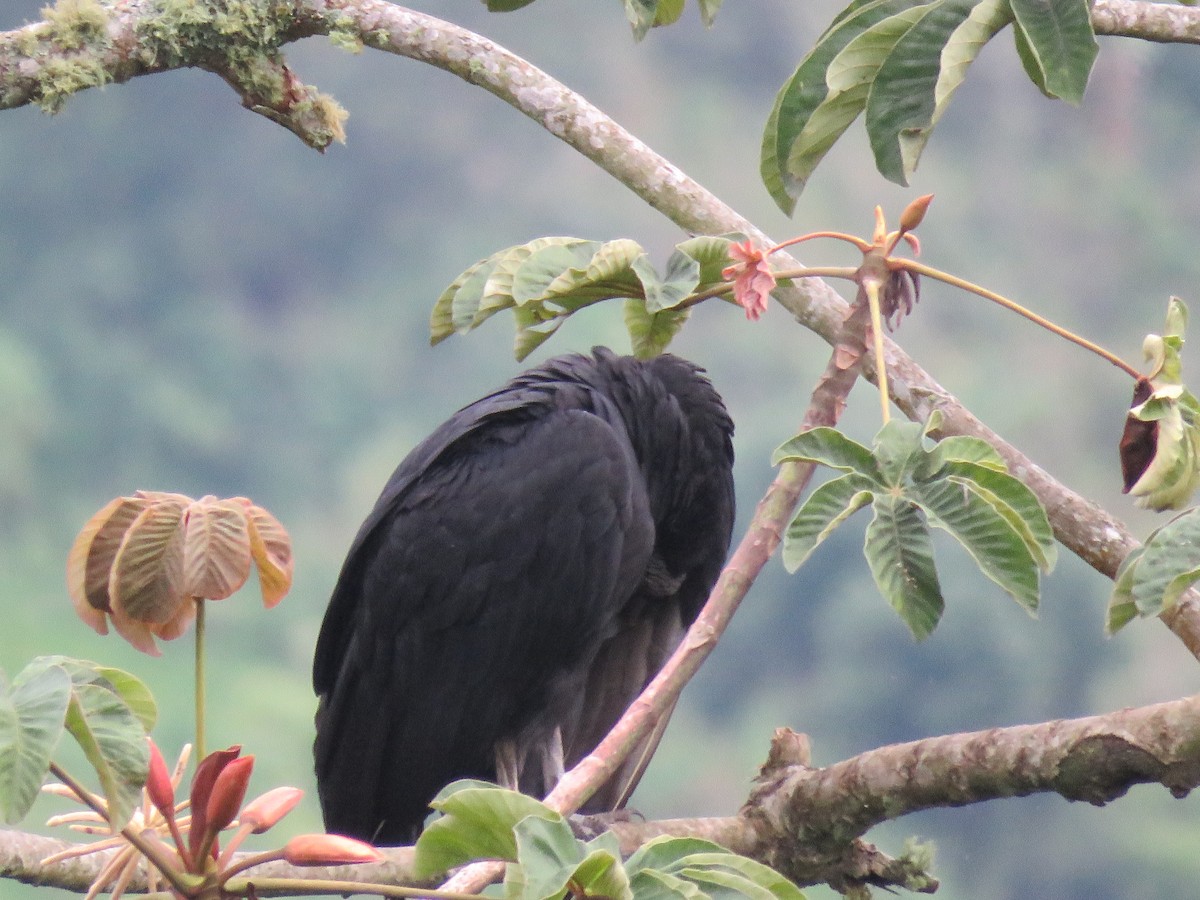 Black Vulture - DANIEL HERRERA