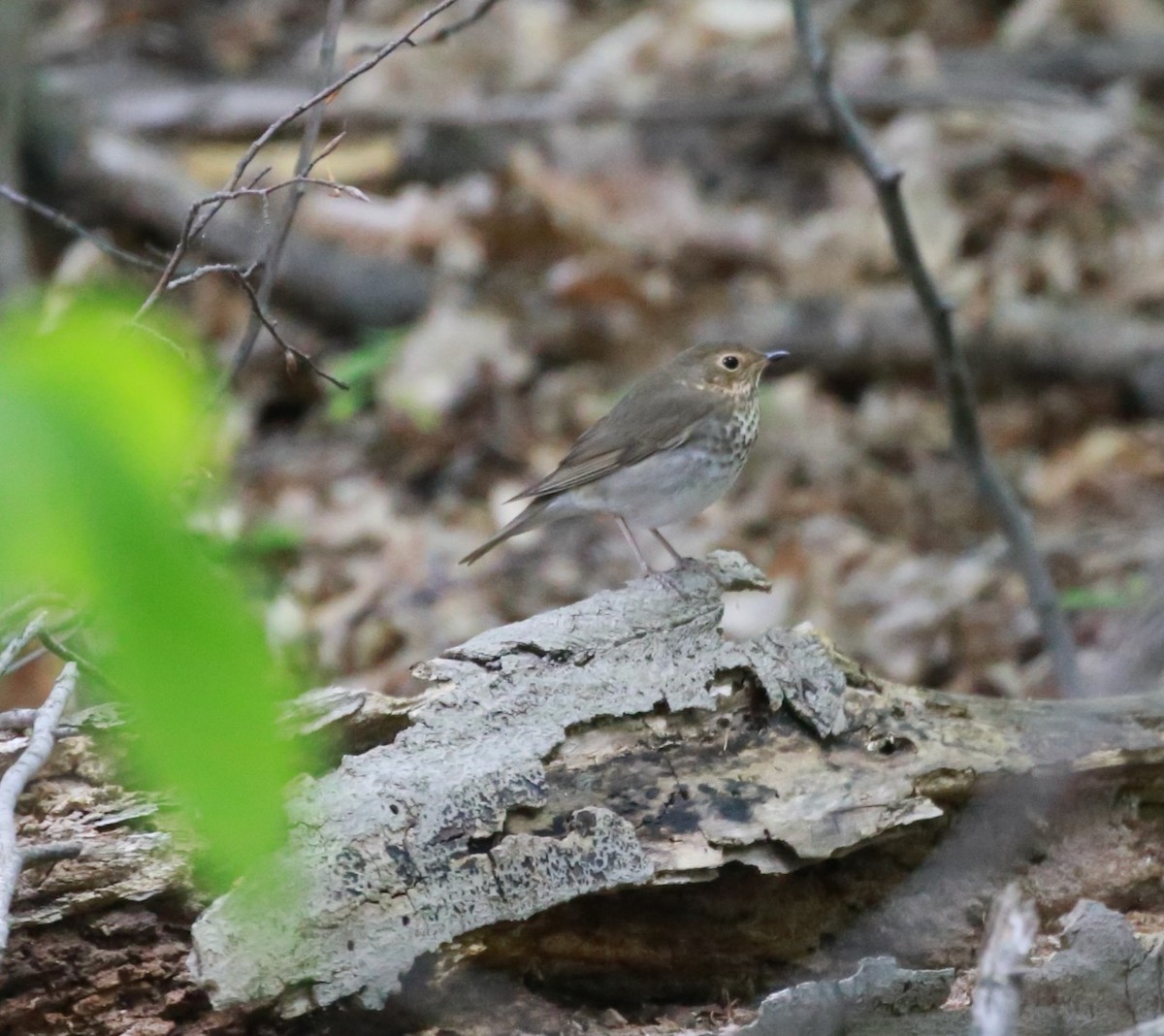 Swainson's Thrush - ML619318254