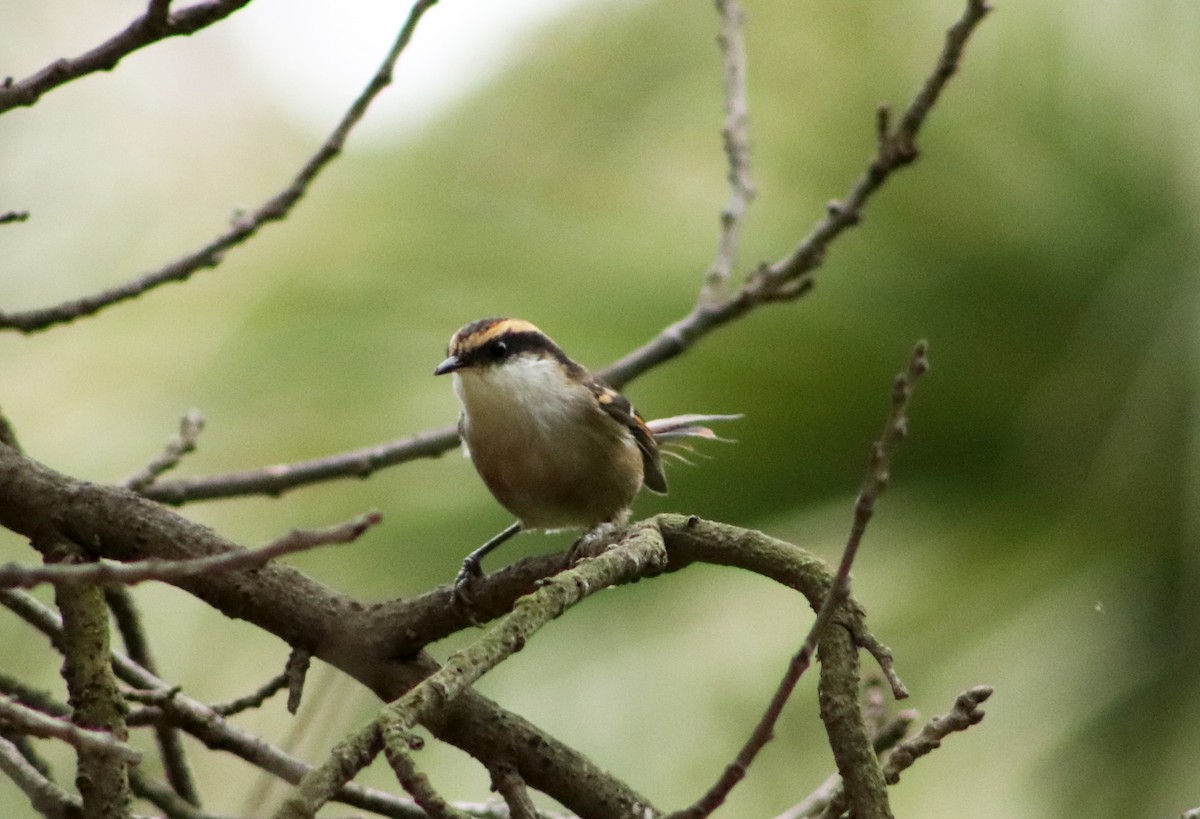 Thorn-tailed Rayadito - Patricio Camacho