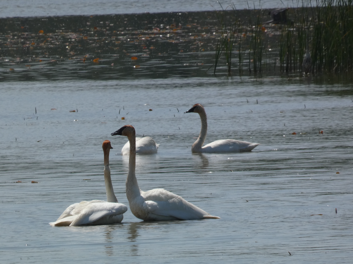 Trumpeter Swan - Carolyn Sanders