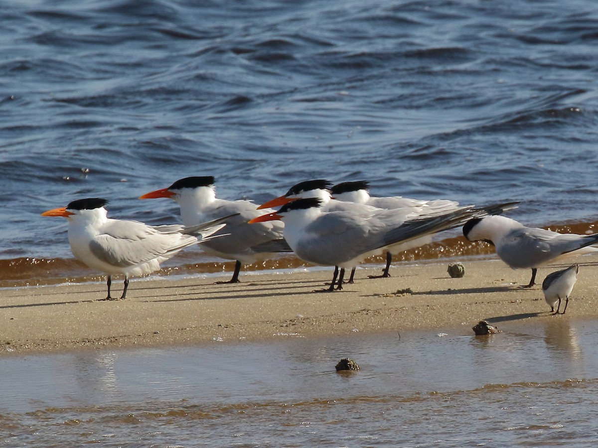 Royal Tern - Doug Beach