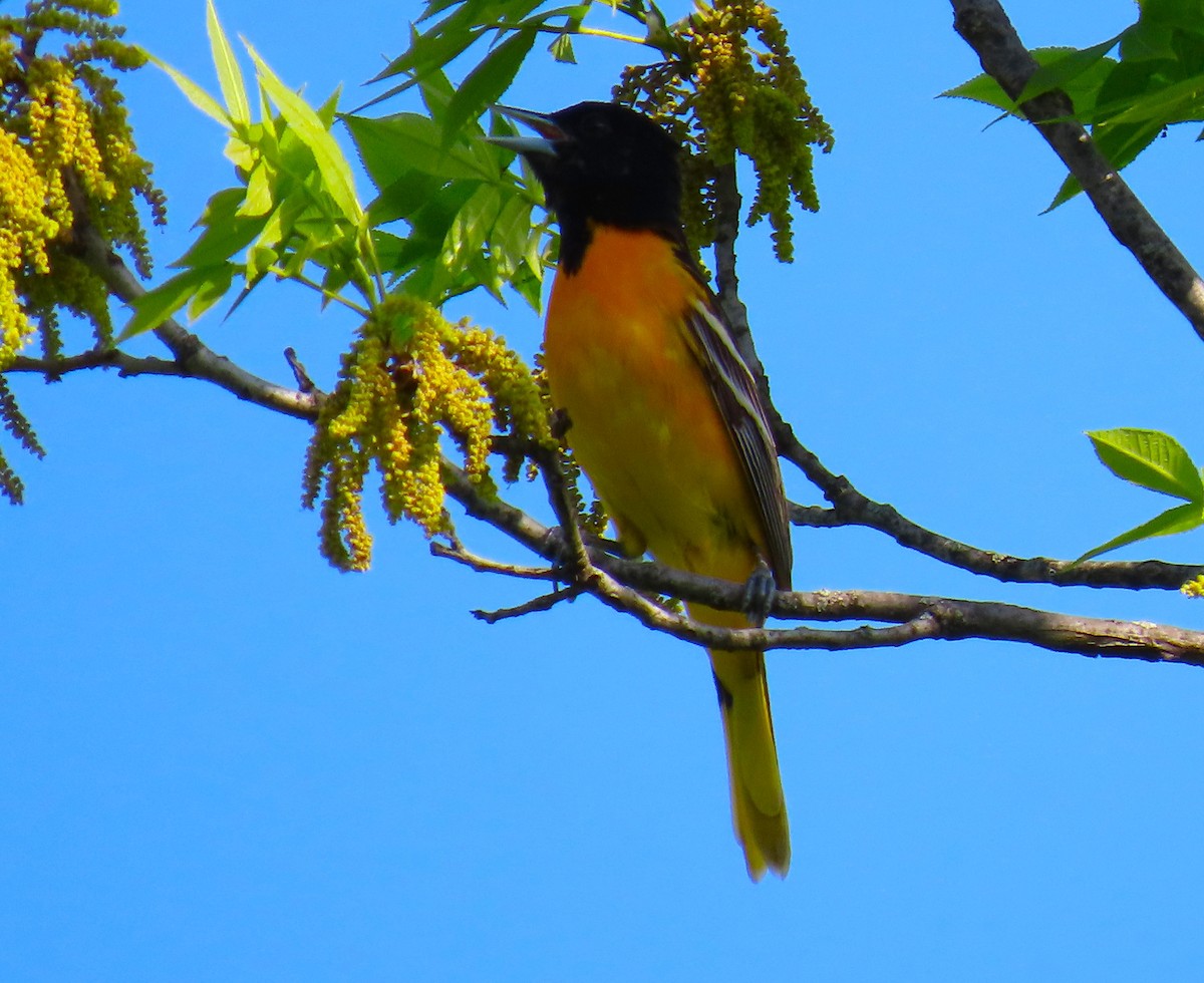 Baltimore Oriole - Pat Sterbling