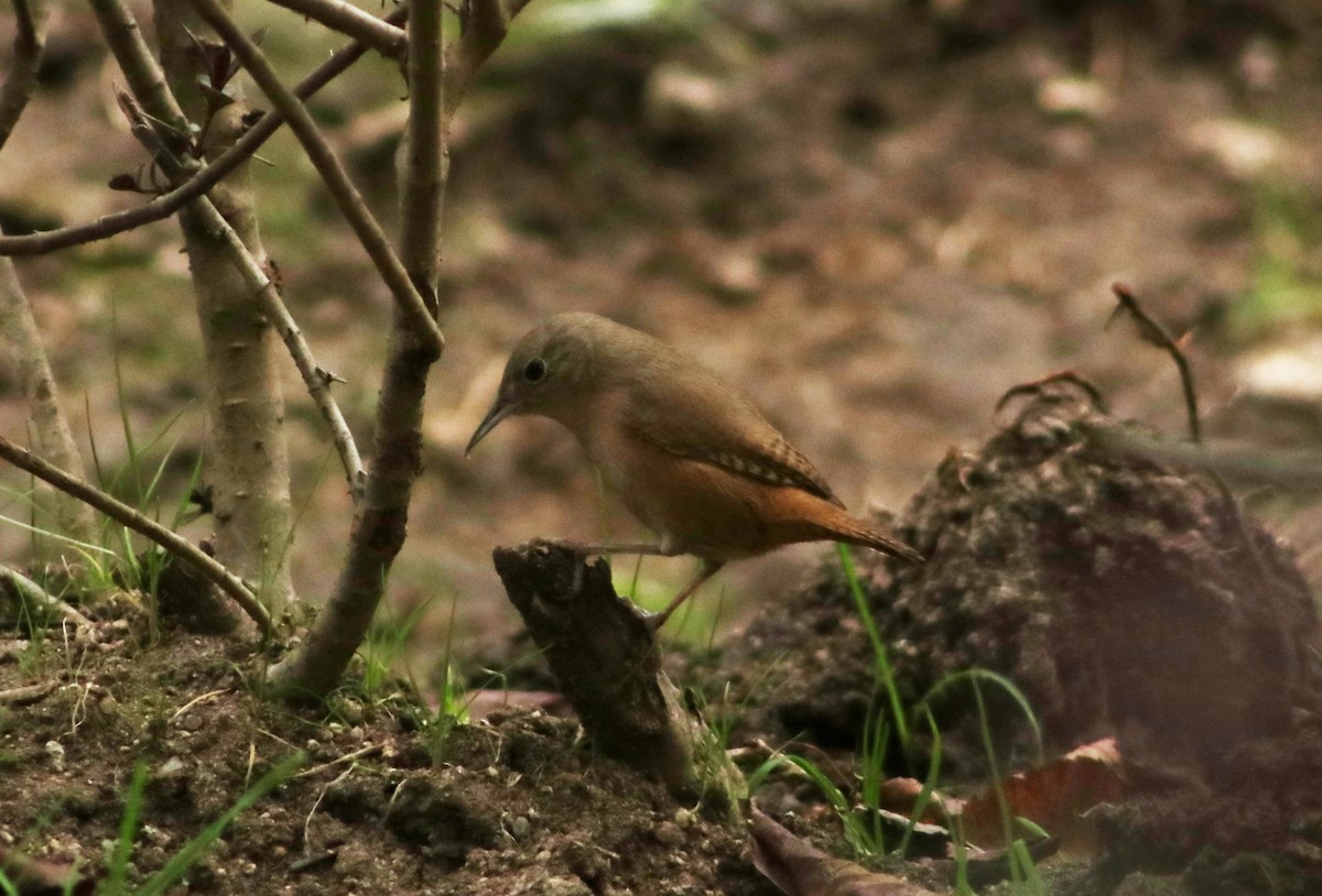 House Wren - Patricio Camacho