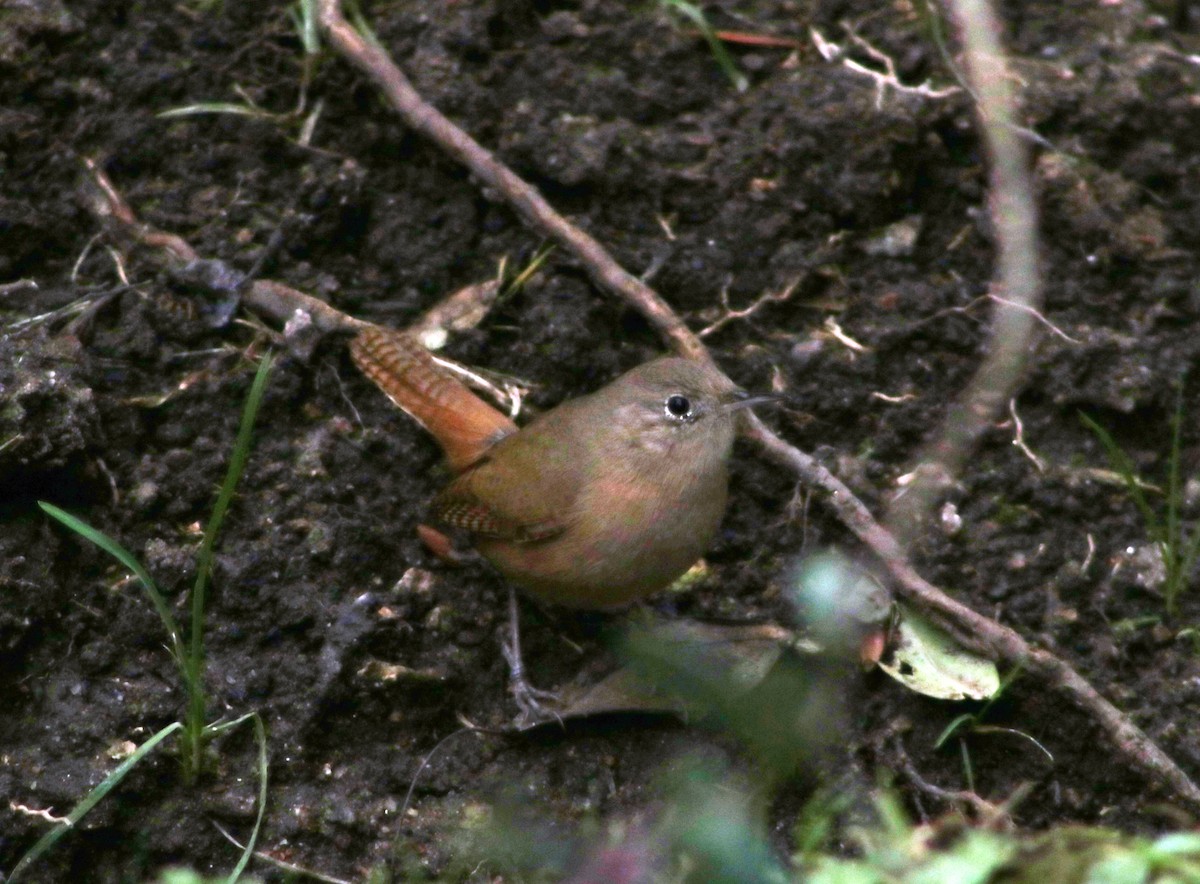 House Wren - Patricio Camacho